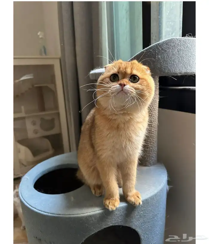 سكوتش تربل فولد لتزاوج 0