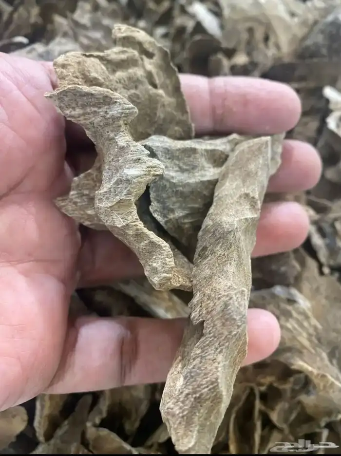 عود طبيعي ومحسن لجميع المناسبات 2