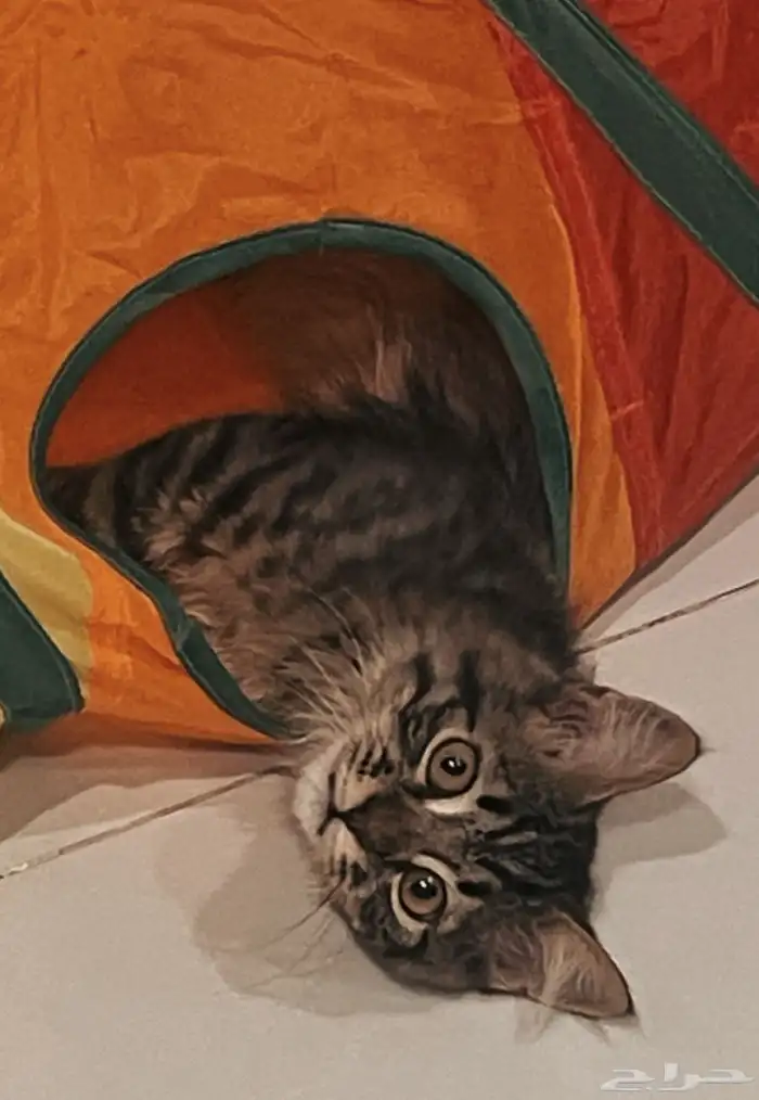 قطط 2
