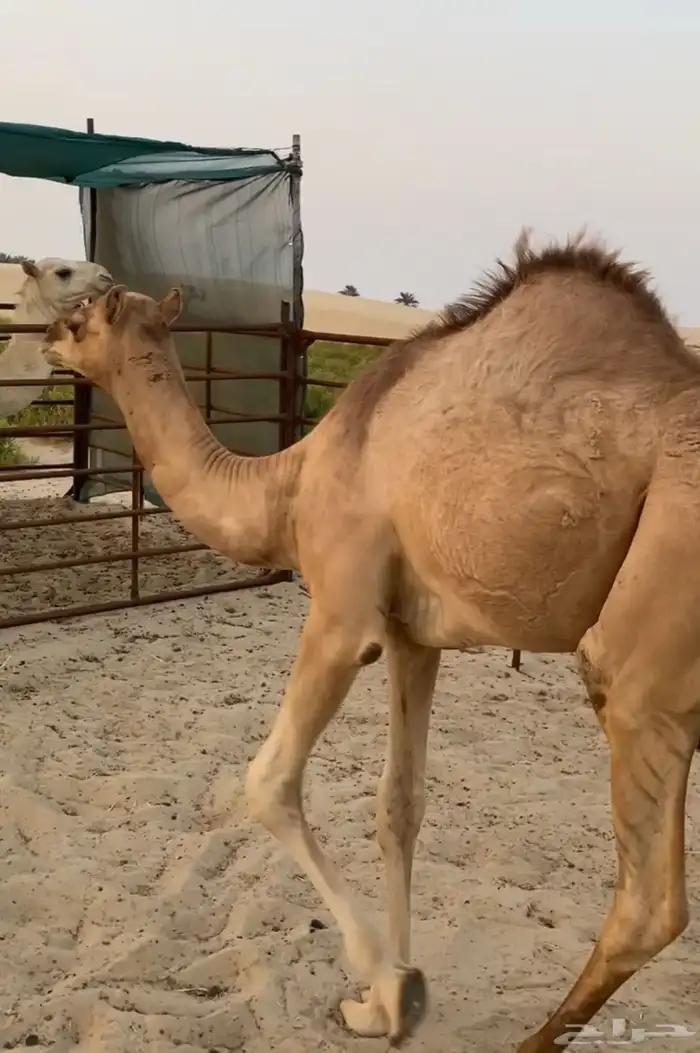 قعود سنه مفرود 1