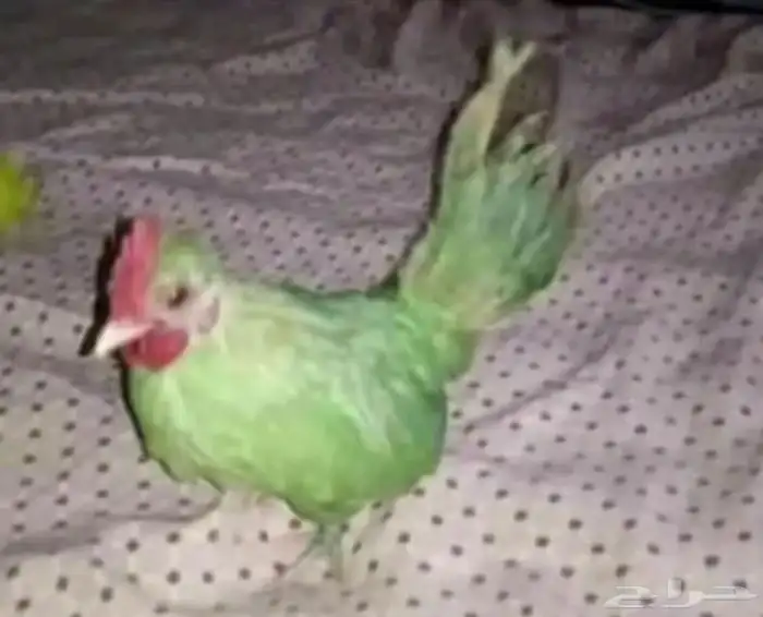 بغبغاء كويتي 0