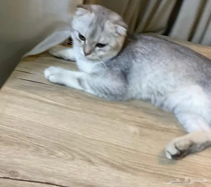 قط سكوتش 9 شهور 1