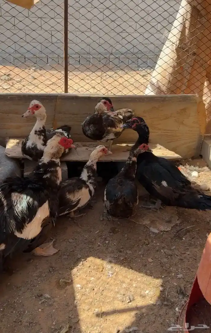 للبيع بط مصري ذكرين وناثي  5 اناثي وبيع تفريد 0