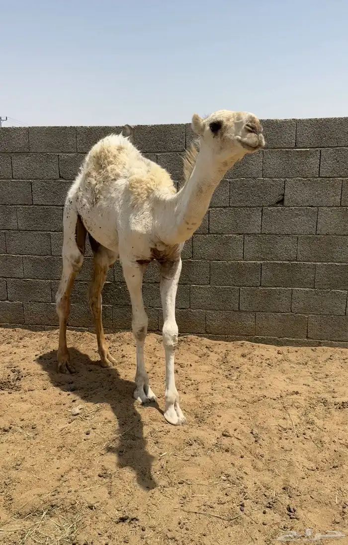 10قعدان كفو في بيشه 0