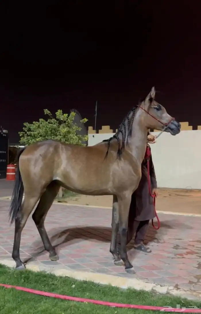 مهره شعبيه من فواخر الشعبيات 0