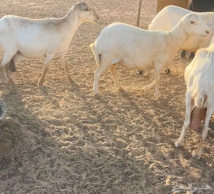 غنم للبيع 2