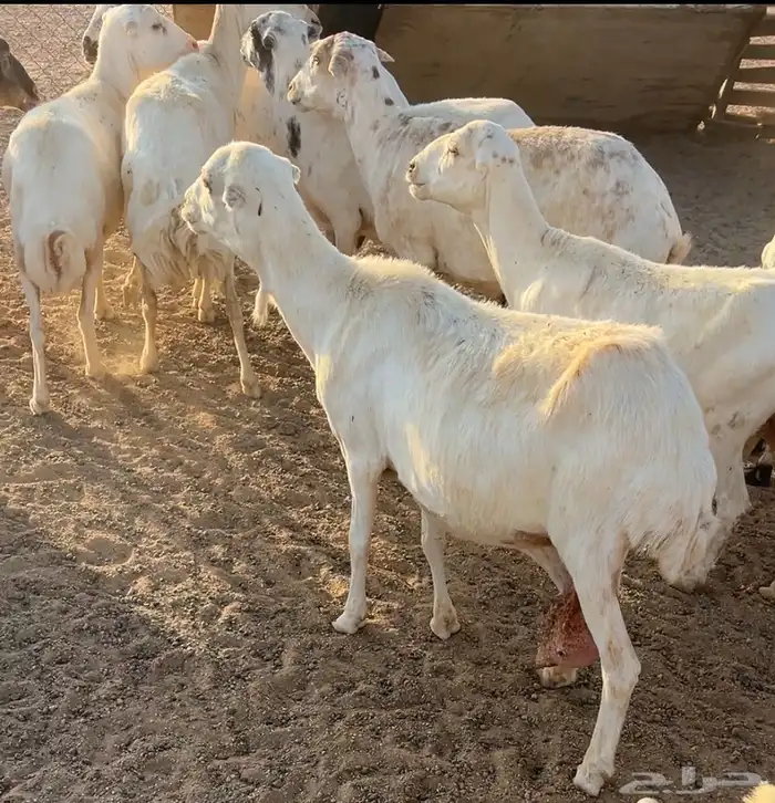 غنم للبيع 0