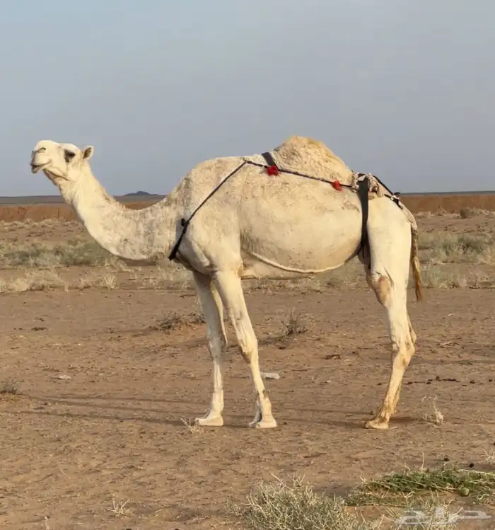 لقحه وضحا كفو 2