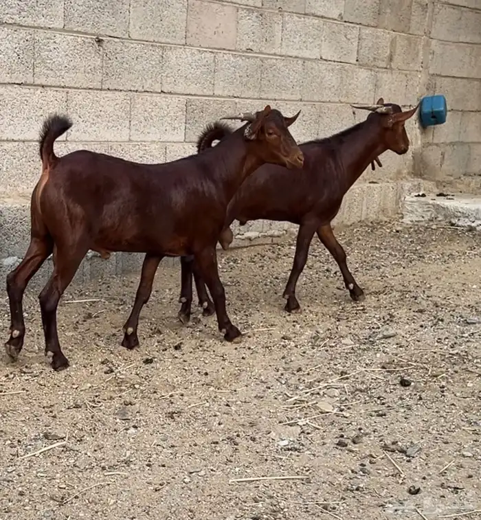 فحول دهم دبس توم صنف (تم البيع ) 1