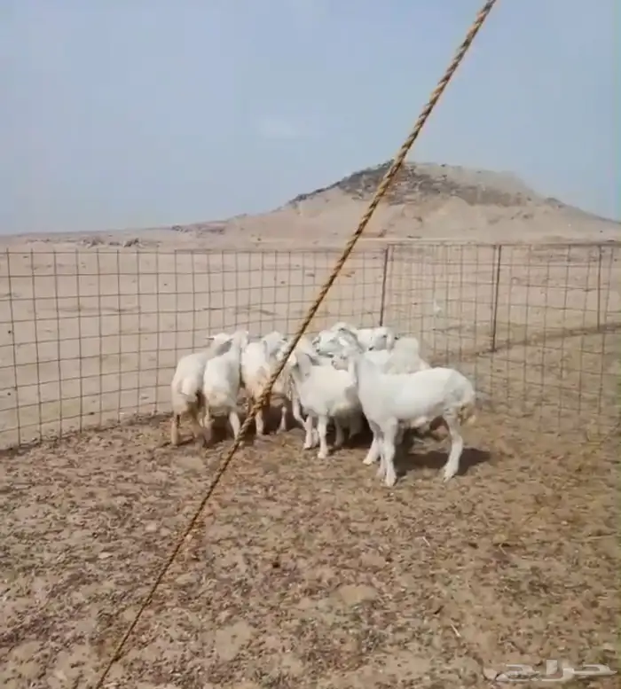 عرض اليوم الوطني ذبيحتك لحد بيتك ب 1300 0