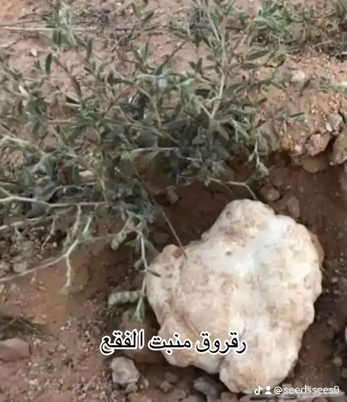 بذور الرقروق جديد بسعر طيب 0