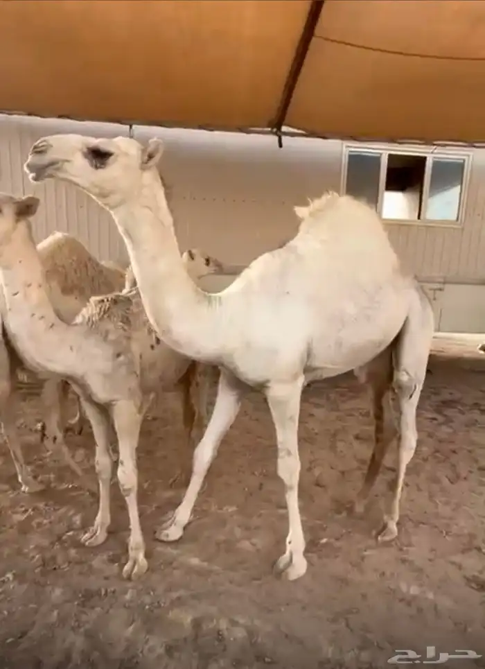 للبيع قعود العمر 8 شهور سمين جدا اللهم بارك 1