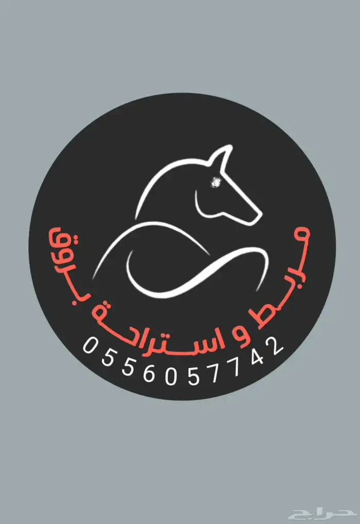 فرس ومهره لببيع عربيه باوراق 12