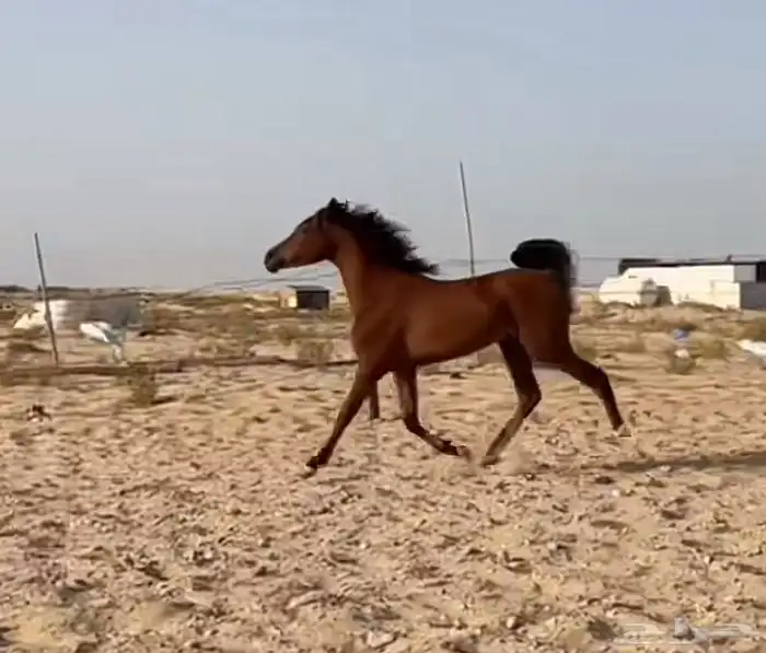 مهره واهو خيل 1