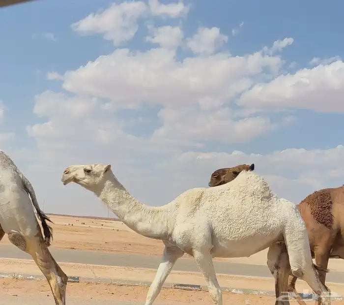 بكره باتليه طيبه ( تم البيع ) 0