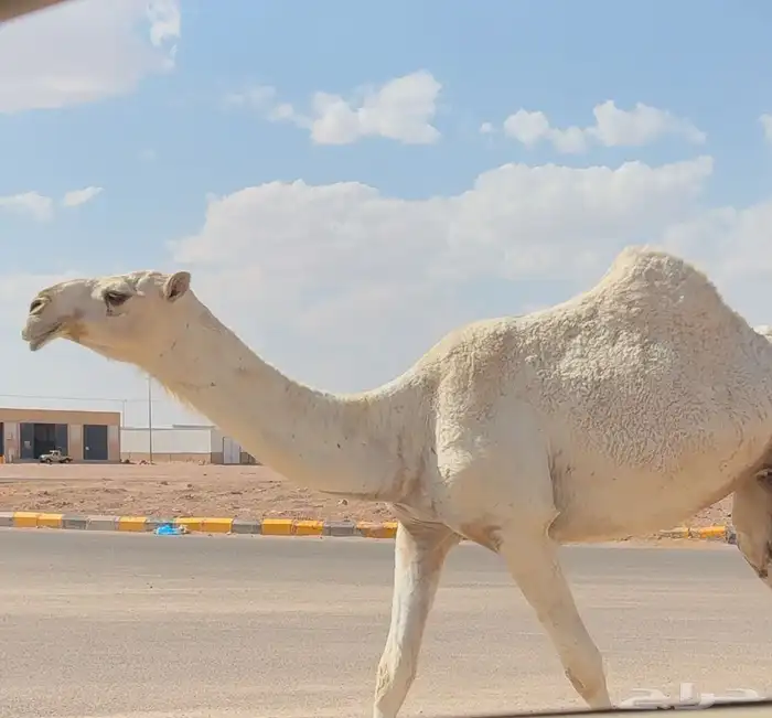 بكره باتليه طيبه ( تم البيع ) 2