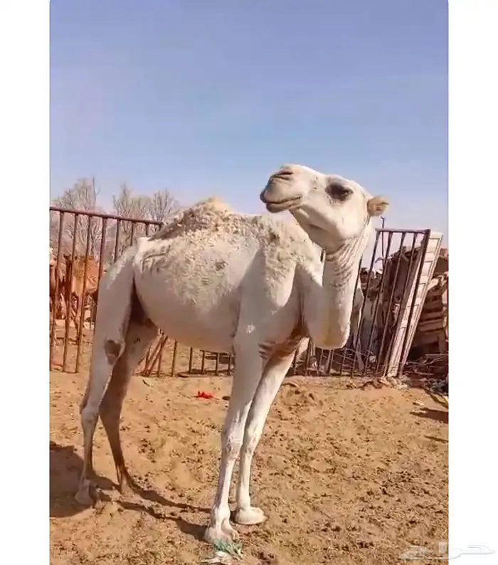 وضحاء ناقه رباع 0