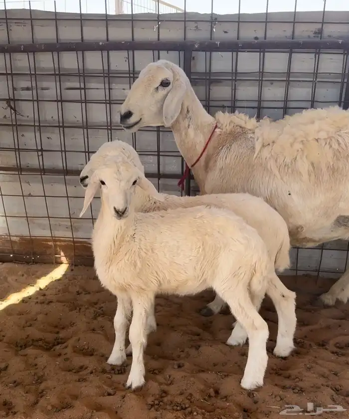 خلفة حرية حرشا 0