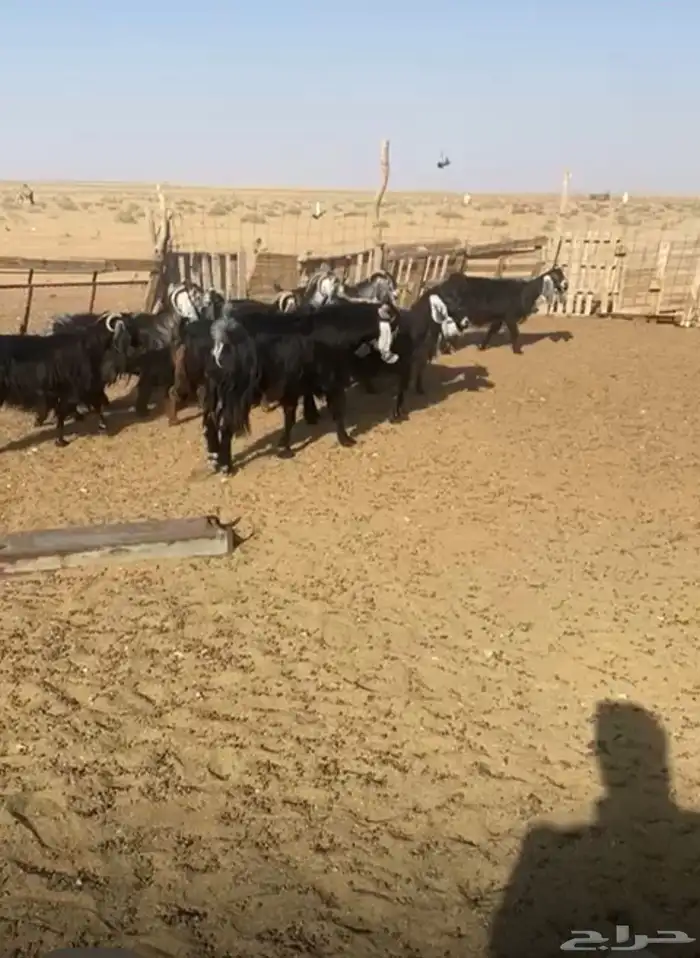 10 معزاء للبيع مع فحلها 1