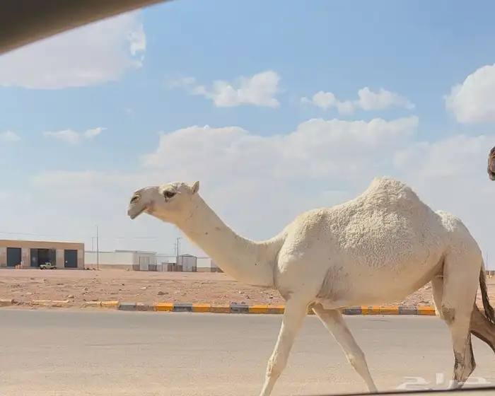 بكره باتليه طيبه ( تم البيع ) 1