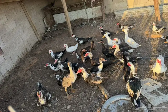 بط شهرمان صحة 100 100 0