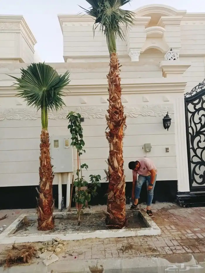 قص أشجار تركيب نخيل القطيف 5