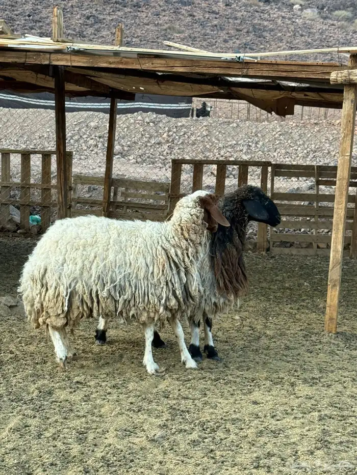 ضان طيبه 3