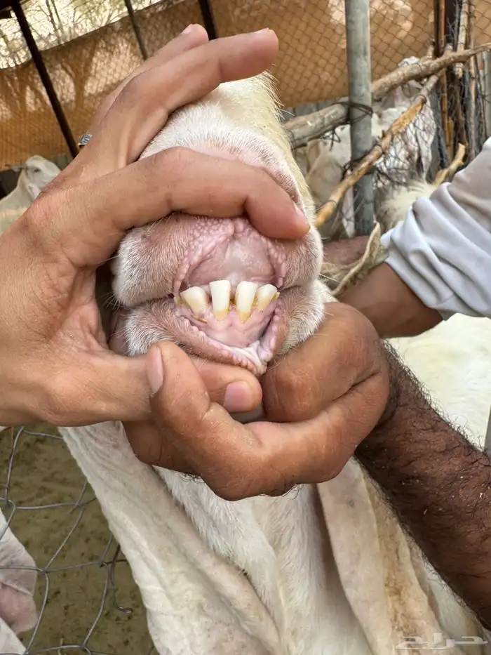 فحل مطور للبيع 2