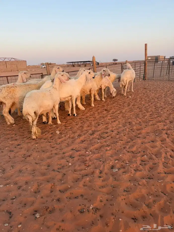 نجد عيس 4