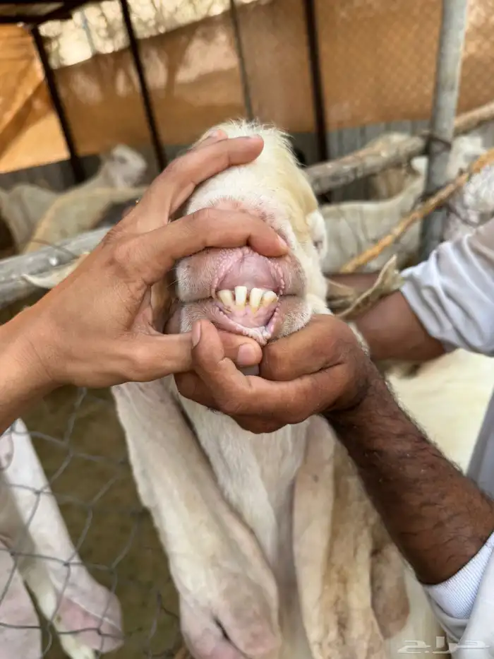 فحل مطور للبيع 4