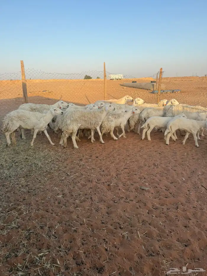 حريات متابيع ودفئع 4
