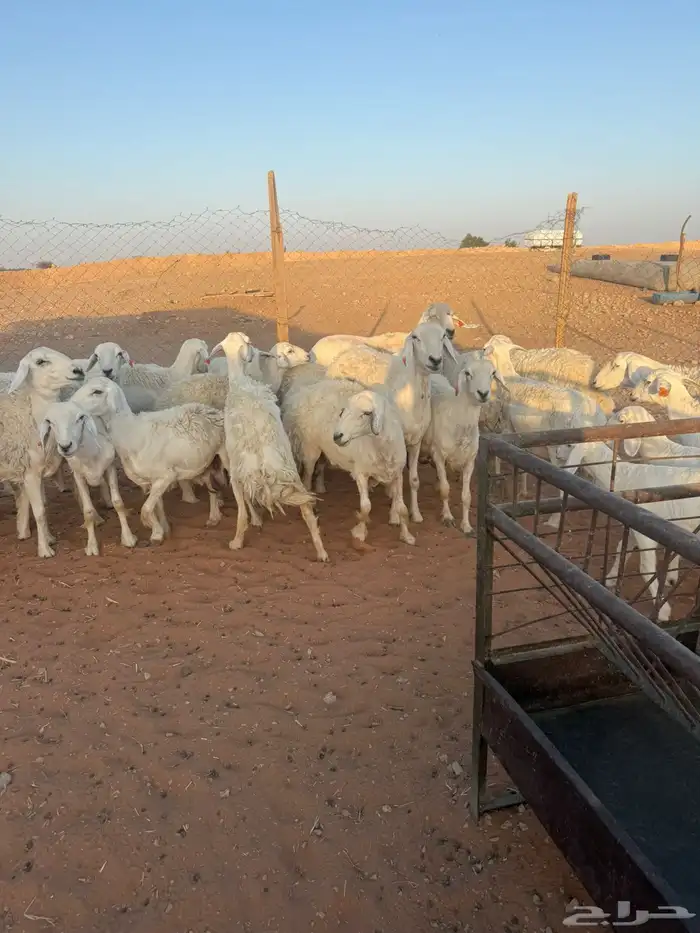 حريات متابيع ودفئع 0