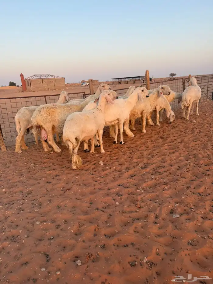 نجد عيس 5