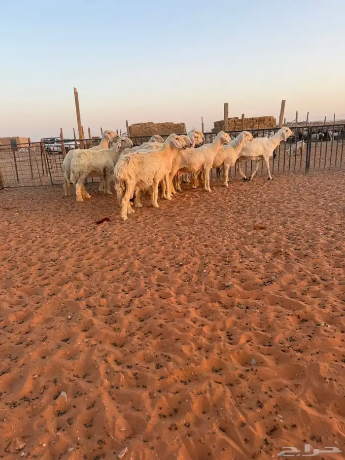 نجد عيس 3