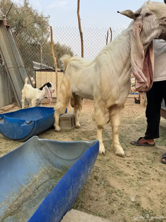 فحل مطور للبيع 3
