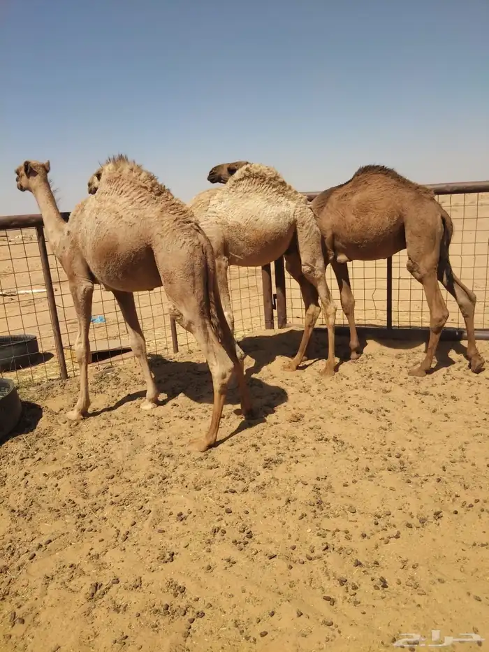 قعدان 1