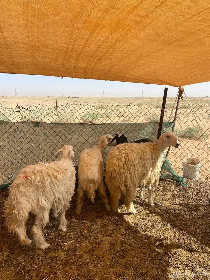 حريات حيل و دافع تم البيع 0