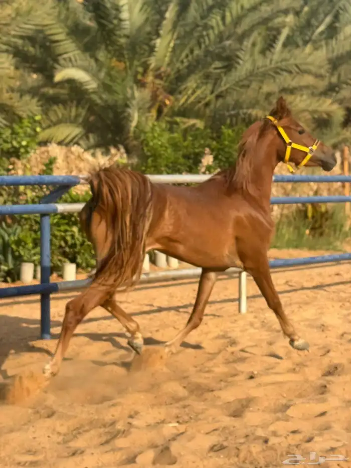 مهره شعبيه شيخه 2