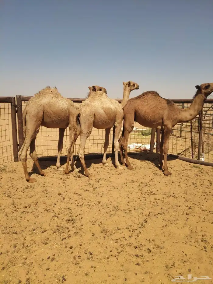 قعدان 0