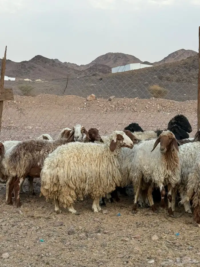 ضان طيبه 6