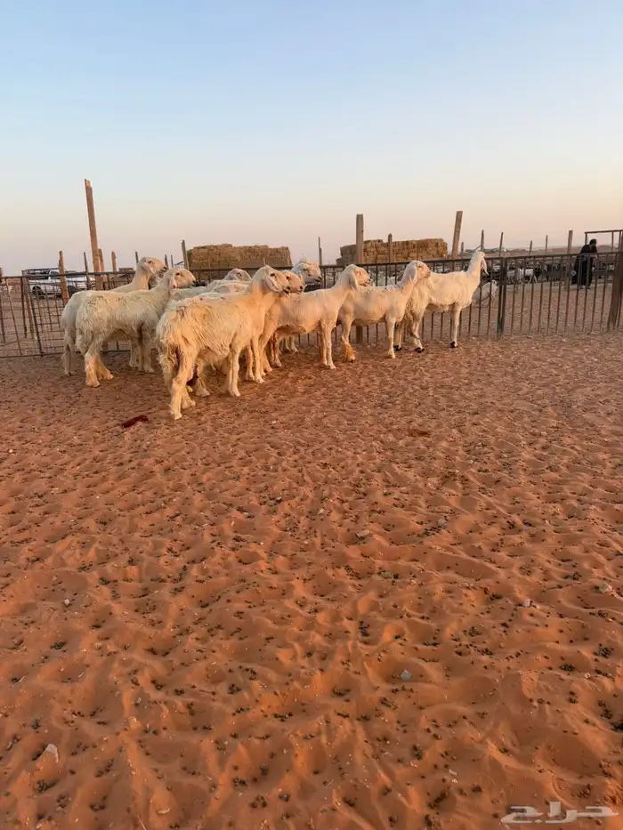 نجد عيس 6