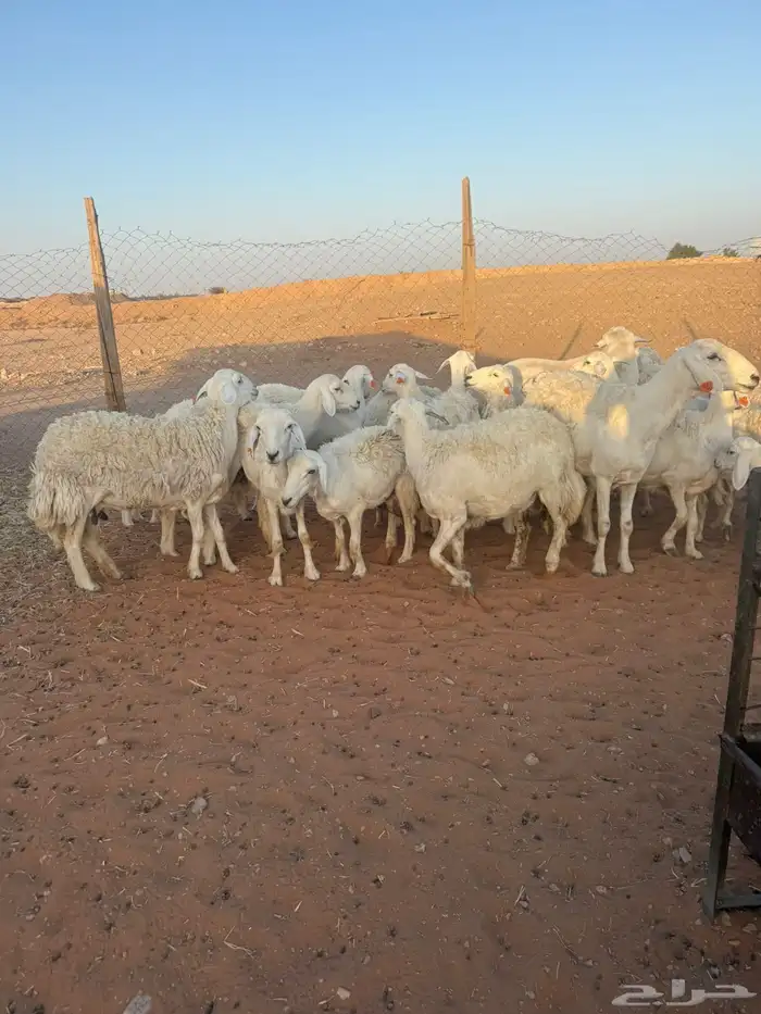 حريات متابيع ودفئع 2