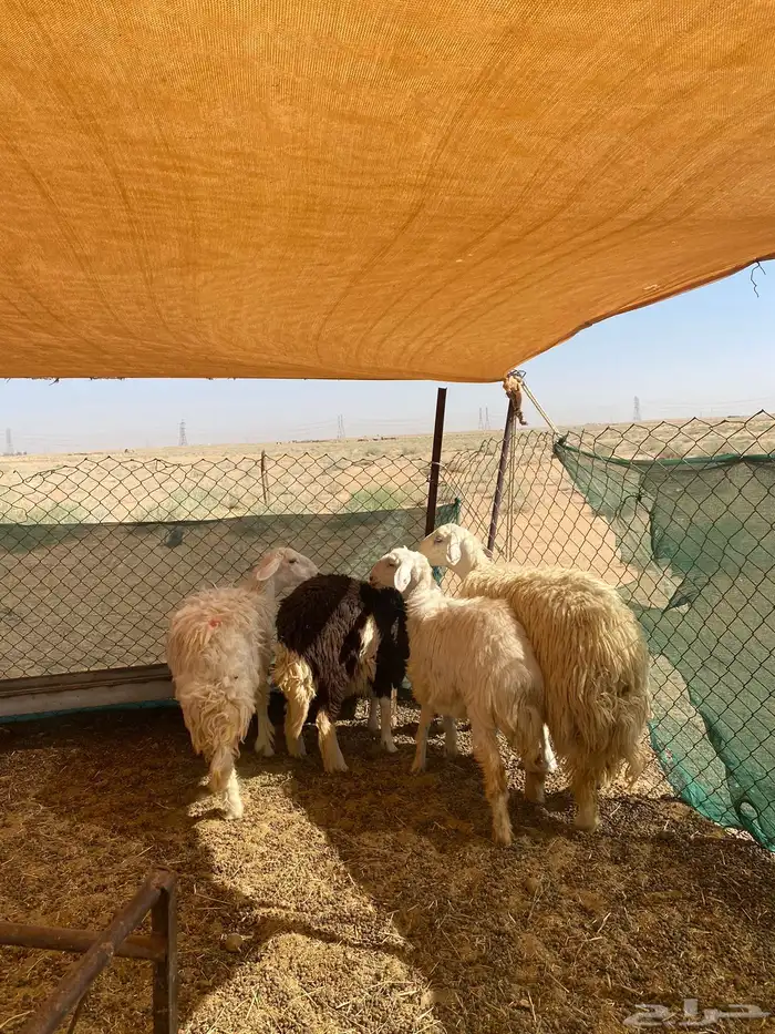 حريات حيل و دافع تم البيع 2
