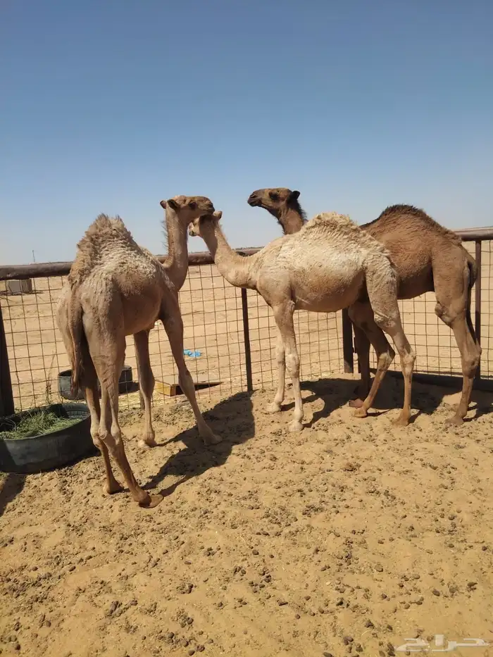قعدان 3