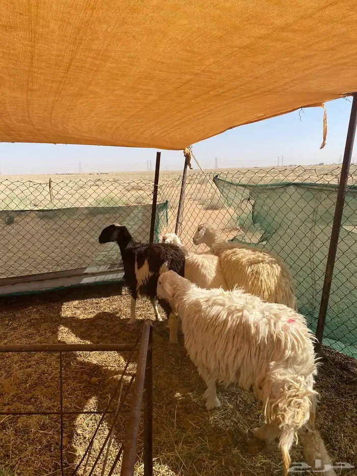 حريات حيل و دافع تم البيع 1