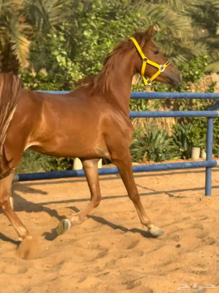مهره شعبيه شيخه 3