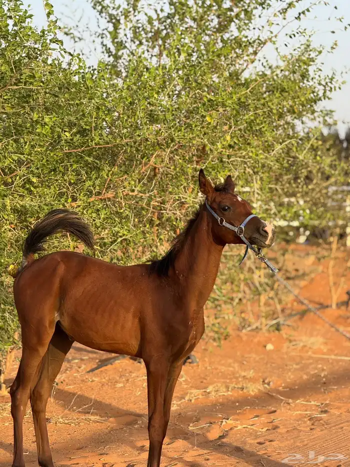 مهر عربي واهو للبيع 1