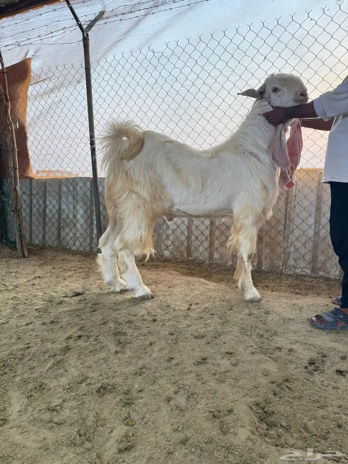 فحل مطور للبيع 0