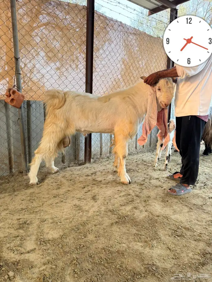 فحل مطور للبيع 1