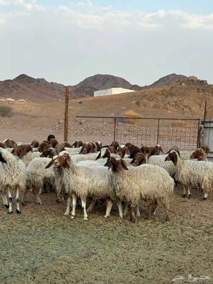 ضان طيبه 1